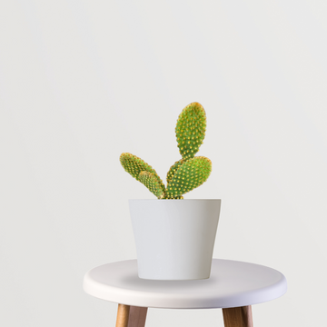 Desert cactus plant